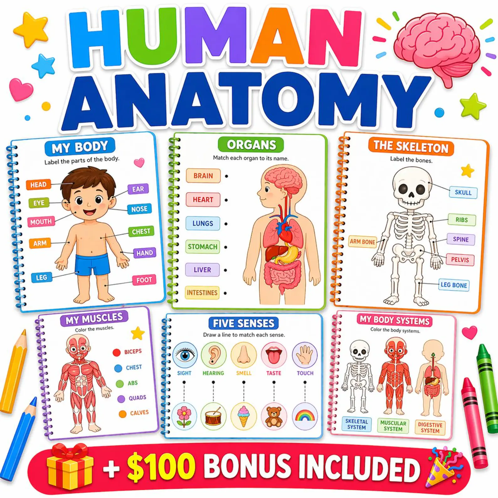 Aperçu du module Human Anatomy